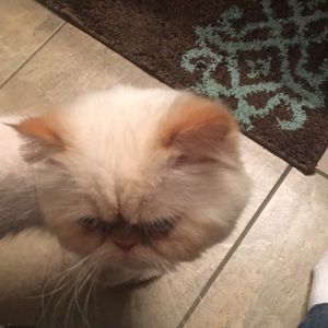 Meet your Posher, Chad